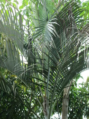 Dypsis lutescens