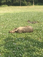 Rhinoceros unicornis