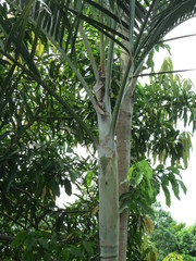 Dypsis lutescens