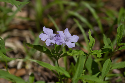 Ruellia image