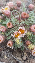 Townsendia scapigera