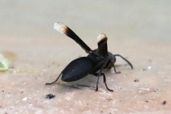 Parachartergus apicalis