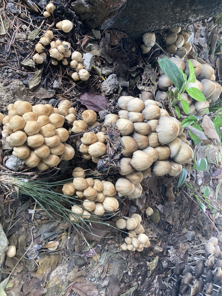 Coprinellus micaceus · May 2024 · photo: © zinogre (iNaturalist, cc-by-sa)
