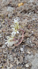 Allium nevadense