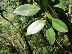 Ilex grandiflora