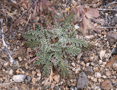 Glyptopleura marginata