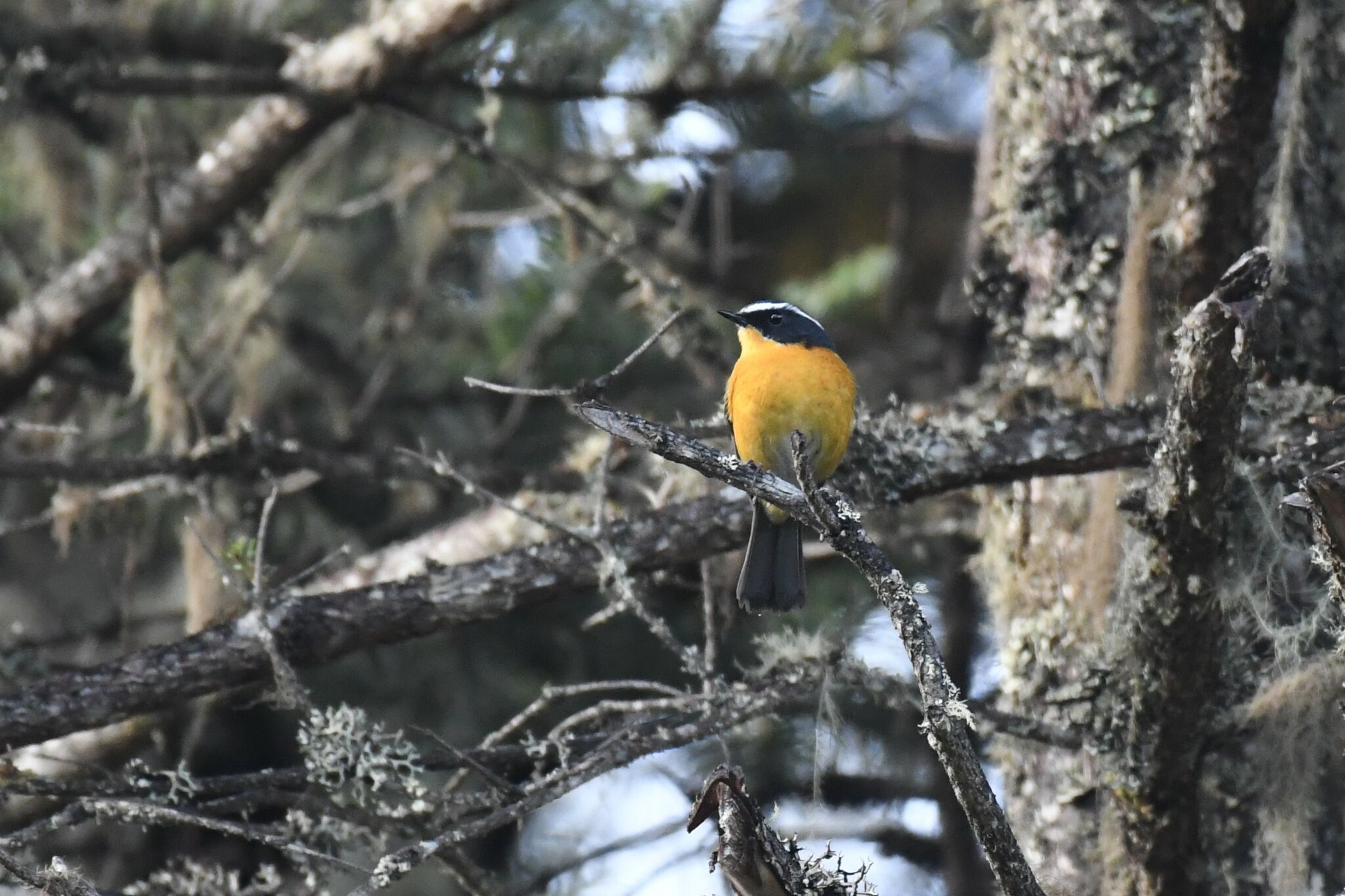 White-browed Bush Robin
