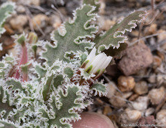 Glyptopleura marginata