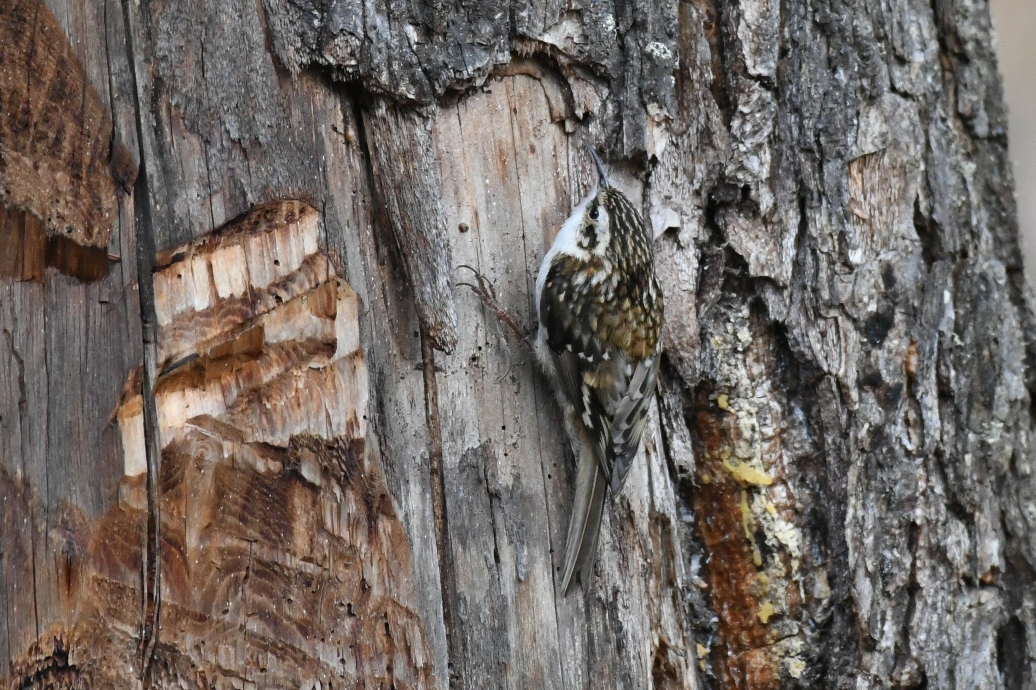 Hodgson's Treecreeper