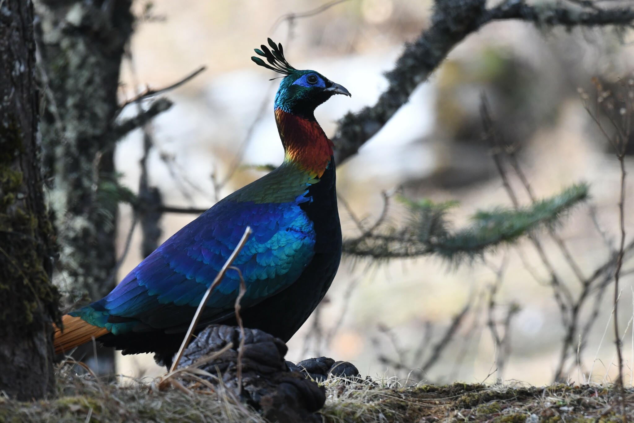 Himalayan Monal