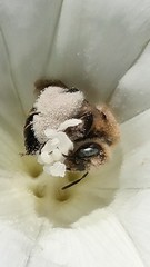 Diadasia bituberculata