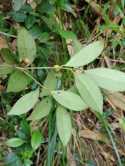 Ilex memecylifolia