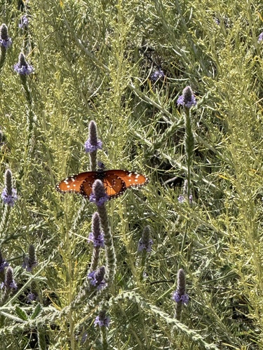 iNaturalist observation photo of Queen
