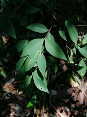Wikstroemia