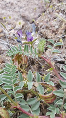 Astragalus iodanthus
