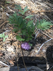 Hydrophyllum capitatum