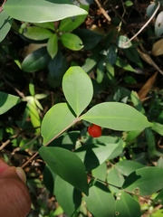 Wikstroemia