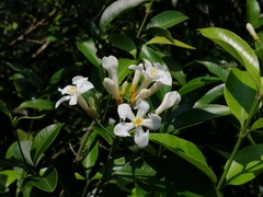 Melodinus suaveolens