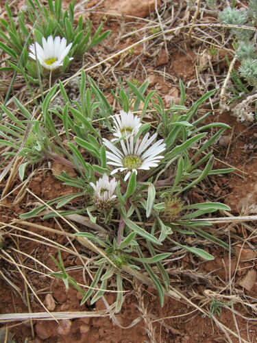 Image of Townsendia grandiflora by (c) Anders Hastings, some rights reserved (CC BY)