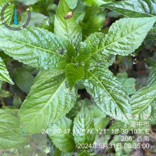 Mercurialis leiocarpa (Mercurialis leiocarpa)