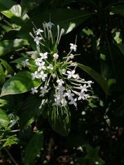 Pavetta hongkongensis