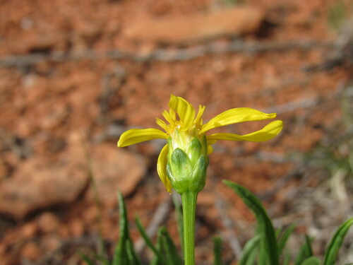 Stenotus armerioides var. armerioides