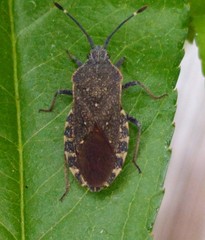 Hypselonotini