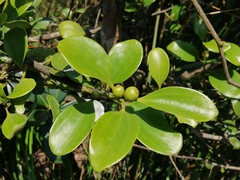 Dendrotrophe varians