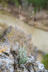 Artemisia dracunculus glauca