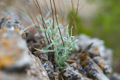 Artemisia dracunculus glauca