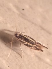 Eralea albalineella