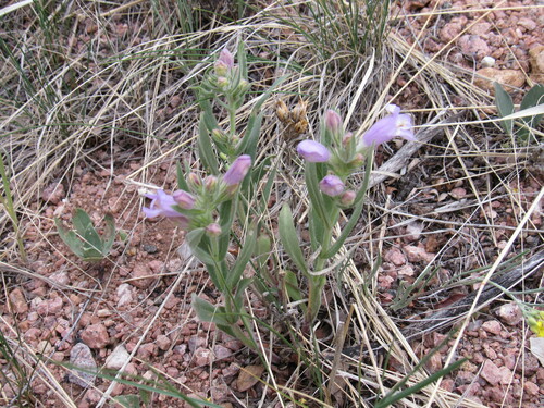 Image of Penstemon eriantherus by (c) Anders Hastings, some rights reserved (CC BY)