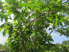 Annona muricata