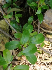 Urceola rosea