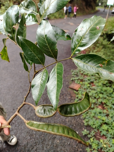 Inga punctata, 2024-05-30