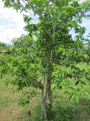 Annona muricata