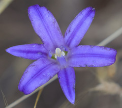 Brodiaea terrestris kernensis