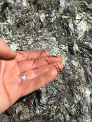 Festuca microstachys