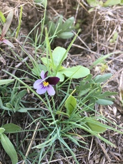 Viola beckwithii