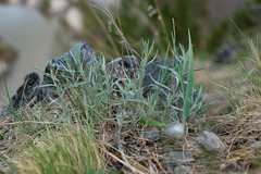 Artemisia dracunculus glauca