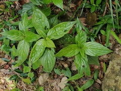 Hedyotis