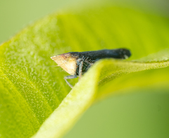 Scaphytopius loricatus