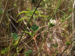Trifolium microdon