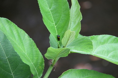 Cosmoscarta abdominalis