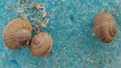 Xerarionta intercisa