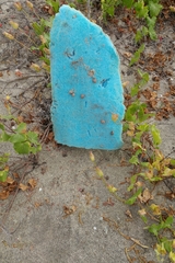 Xerarionta intercisa