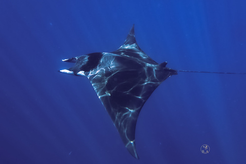 Foto de Manta mobular (Mobula mobular)