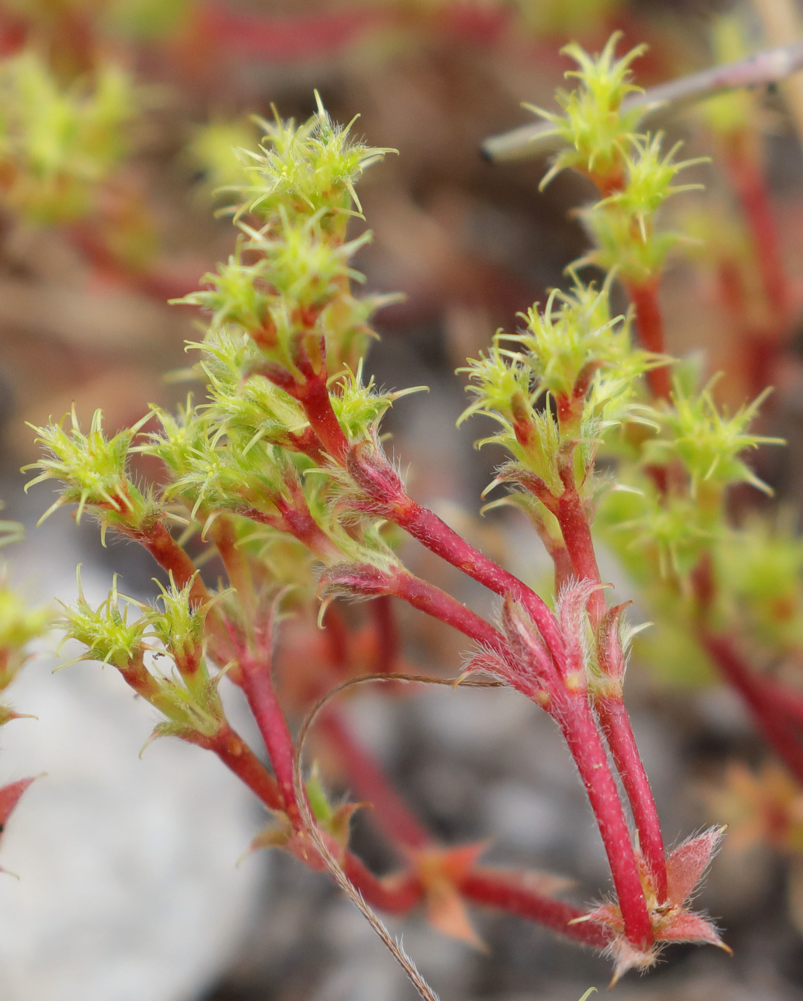 Lastarriaea coriacea