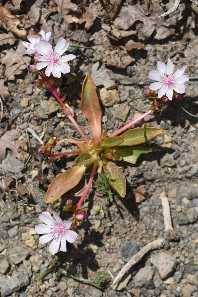 Stebbins' lewisia in May 2024 by Chloe and Trevor Van Loon · iNaturalist