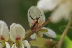 Heliodinidae
